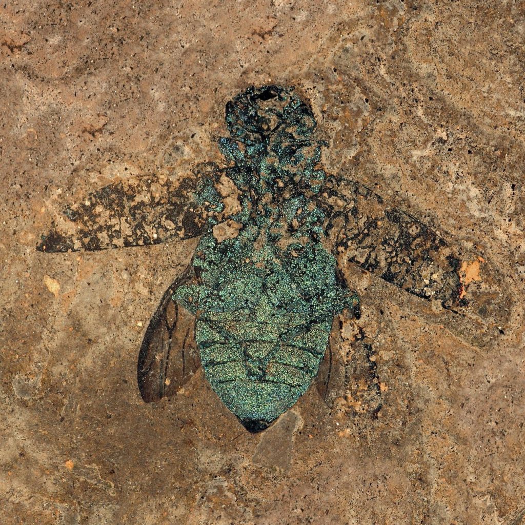 CC by SA - Fossil jewel beetle, still showing the (structural) color of the exoskeleton