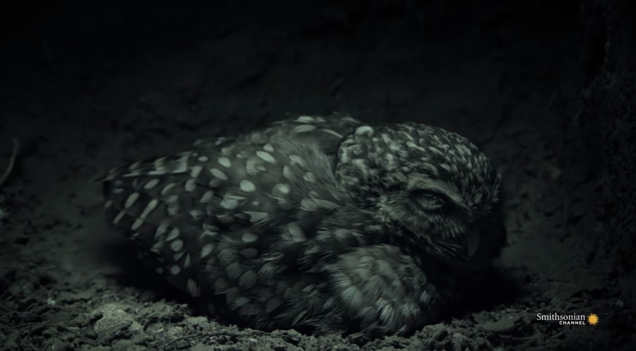 burrowing owl nesting