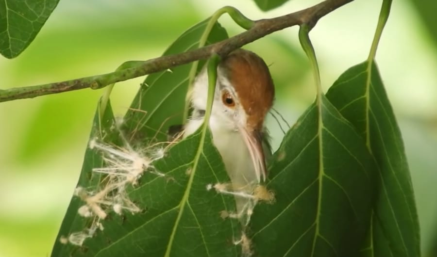 How does a tailorbird sew its nest? | The Kid Should See This