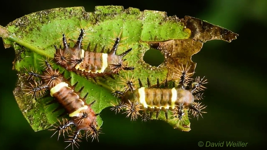 slug moth caterpillars