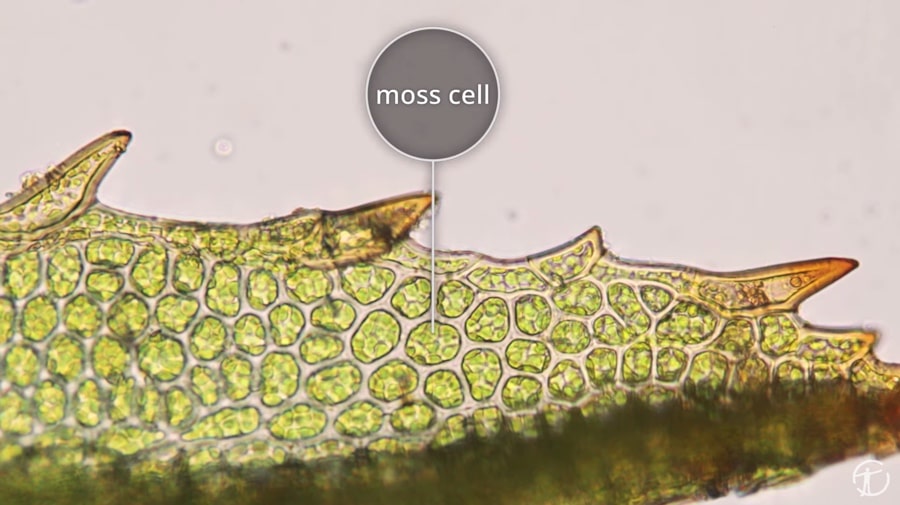 moss cell