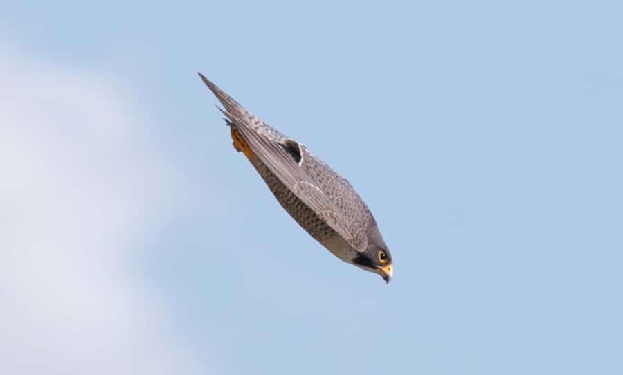 peregrine falcon stoop dive