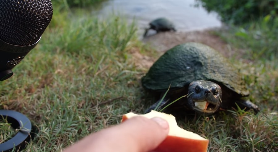 turtles and apples