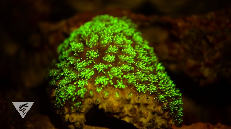 coral fluorescence