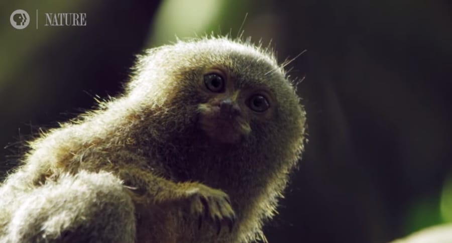 pygmy marmoset in the rainforest