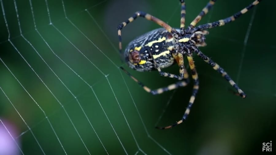 weaving and orb web