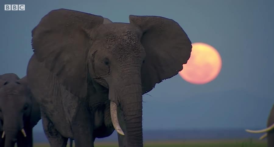elephant dusk