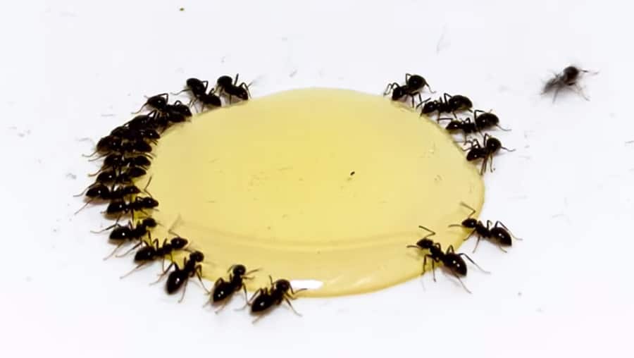 honey with ants time lapse