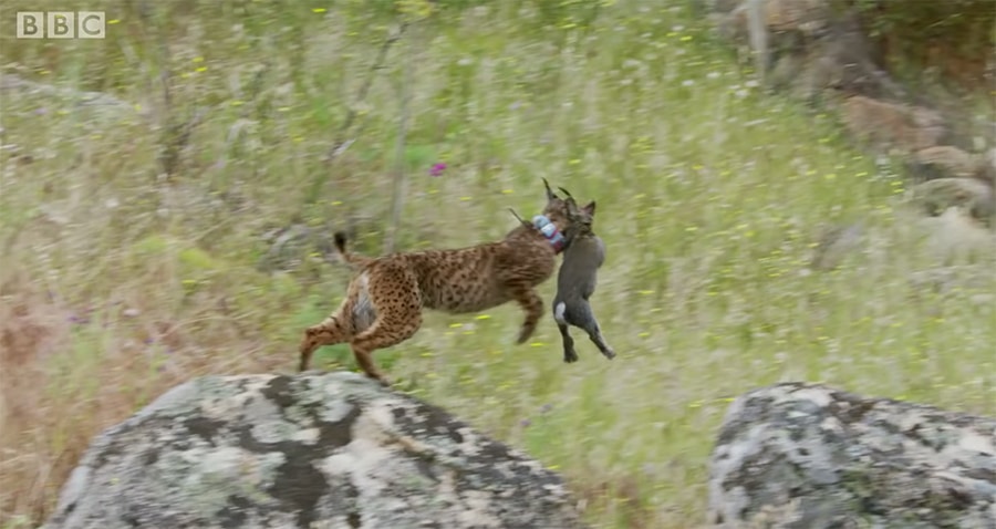 lynx catching a rabbit