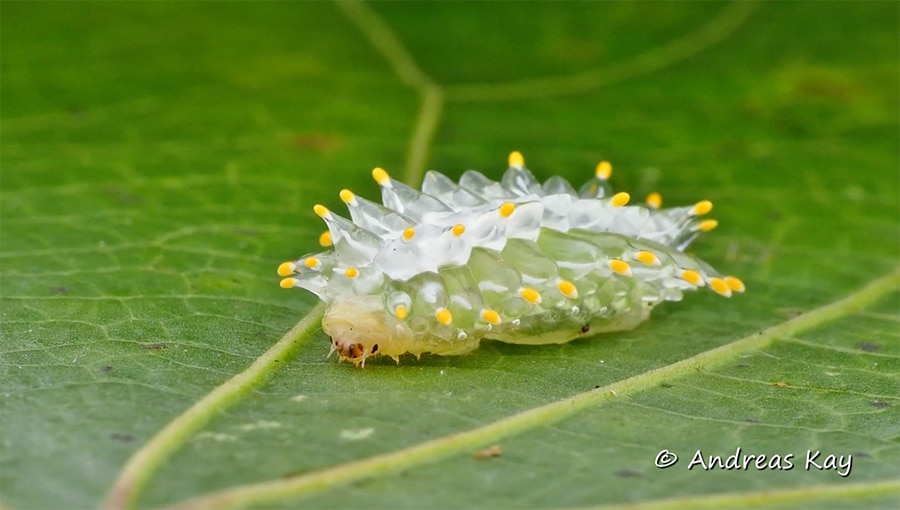 jewel caterpillar in ecuador