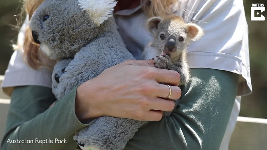 baby koala care