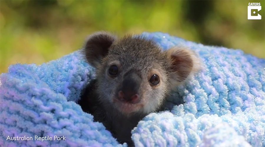 Baby Koala Elsa at Australian Reptile Park | The Kid Should See This