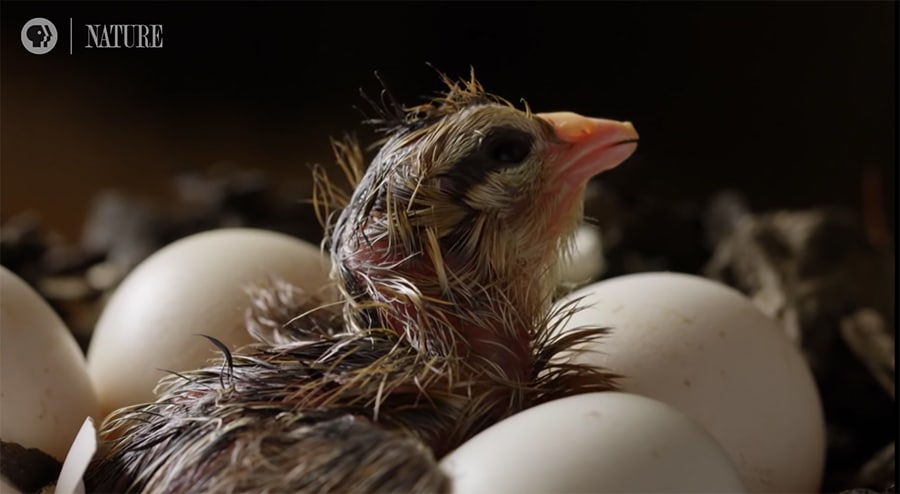 How does a chick hatch from an egg? | The Kid Should See This