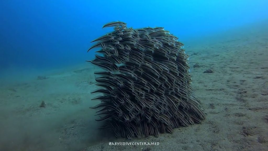striped eel catfish swarm