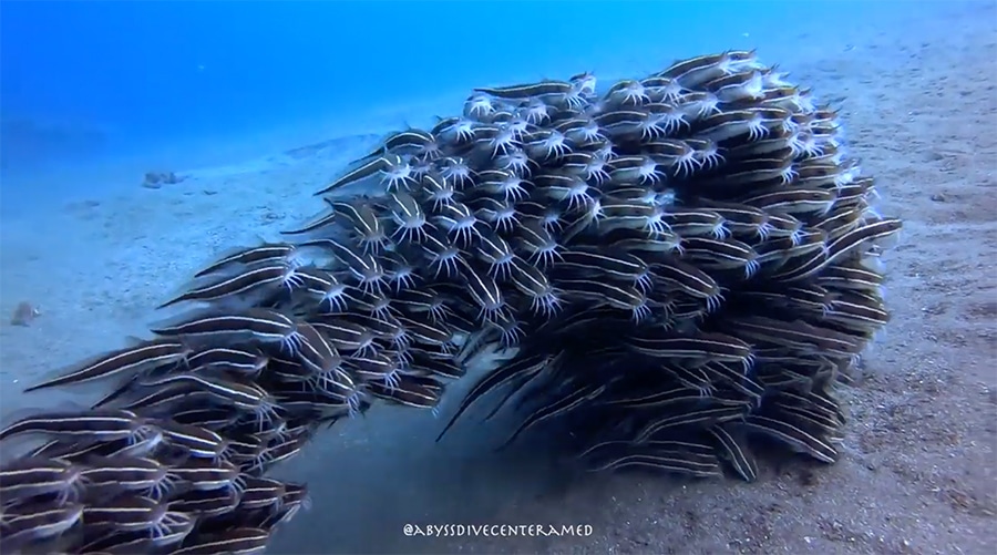 a school of juvenile striped eel catfish