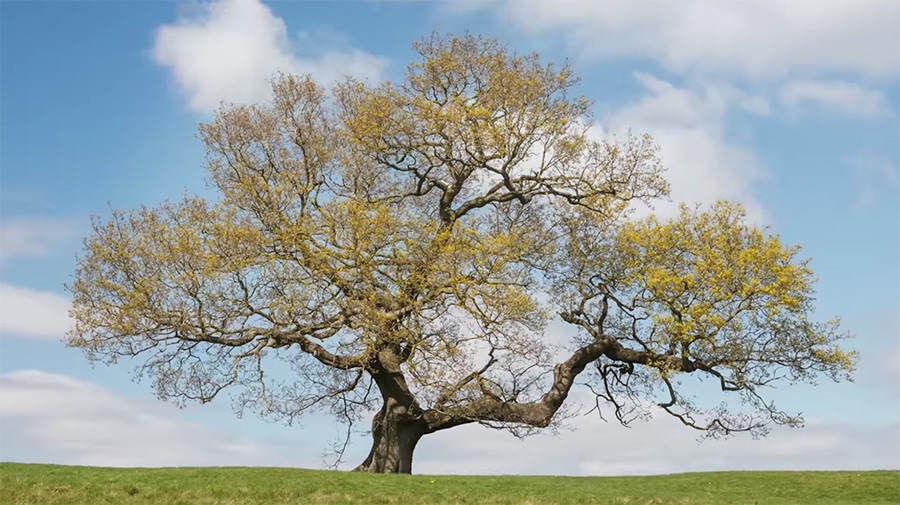 oak tree time lapse - woodland trust