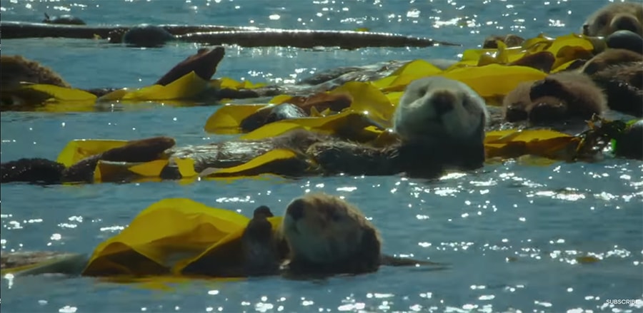 sea otters wrapped in kelp