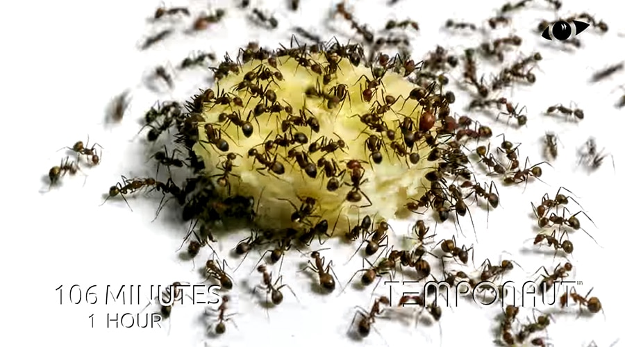 ant swarm eating a banana