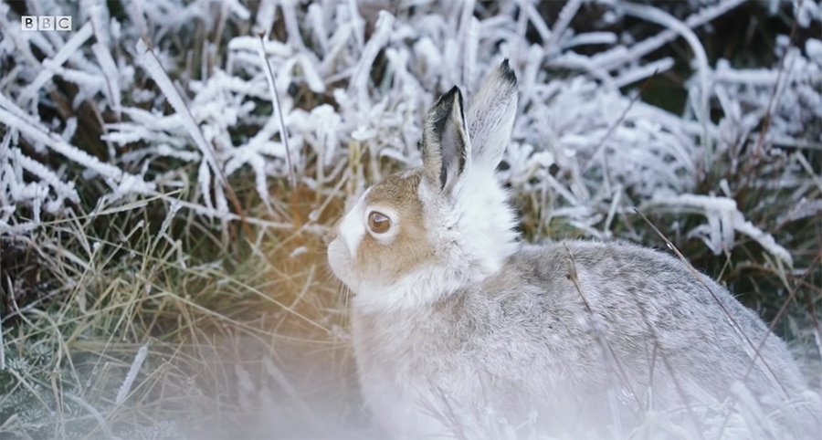 mountain hare