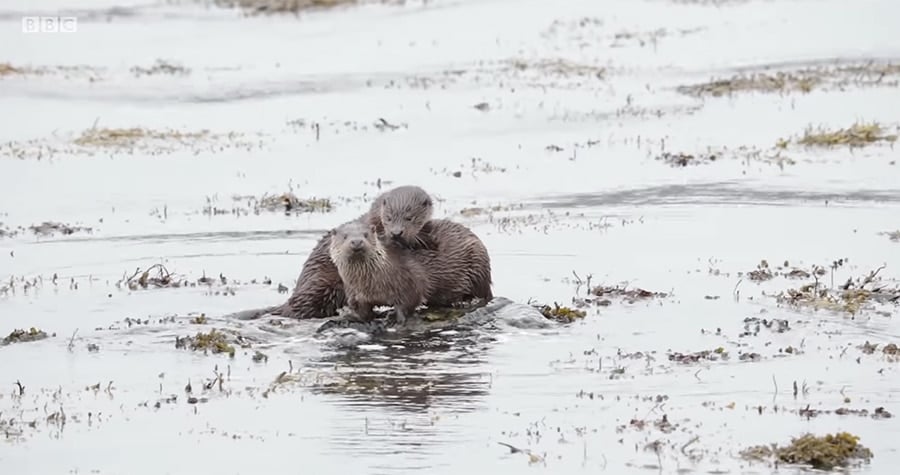 eurasian otters