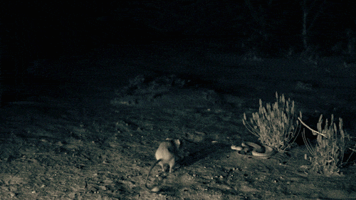 ninjarat.org - kangaroo rat springing up