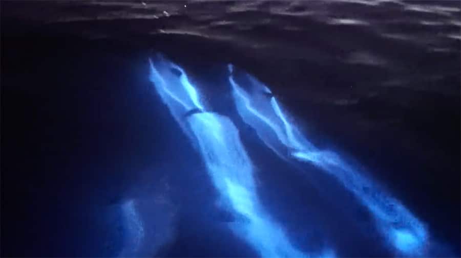 bioluminescent dolphins