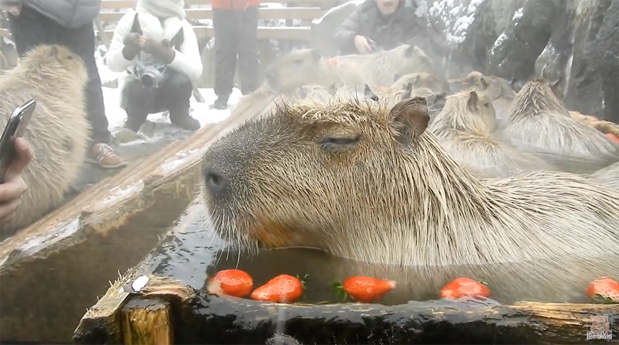 resting capybara in a strawberry bath