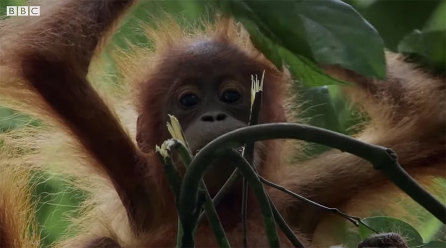 orangutan daughter in the rainforest