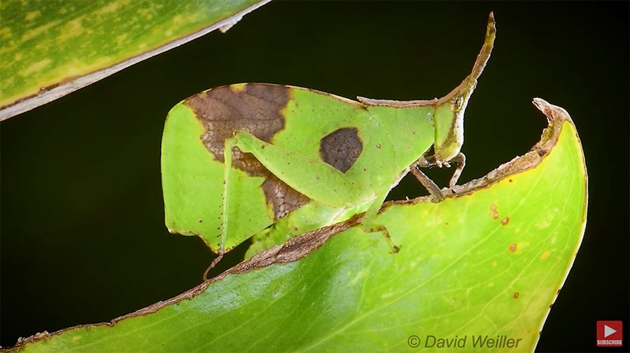 leaf mimic grasshopper