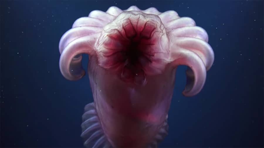 Ningaloo Canyons expedition