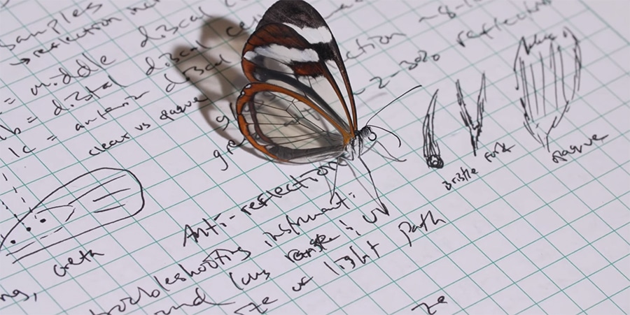 glasswing butterfly on note paper