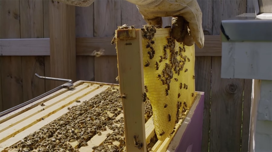 Opening a hive