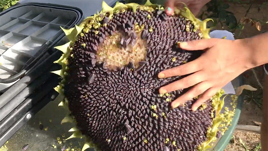 How to Harvest Sunflower Seeds? 