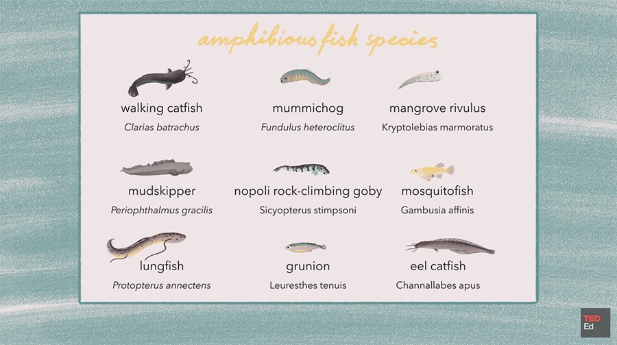 The Fish That Walk on Land, an animated introduction to amphibious fish