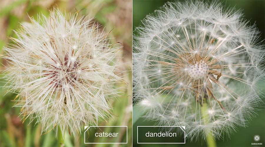 catsears vs dandelions