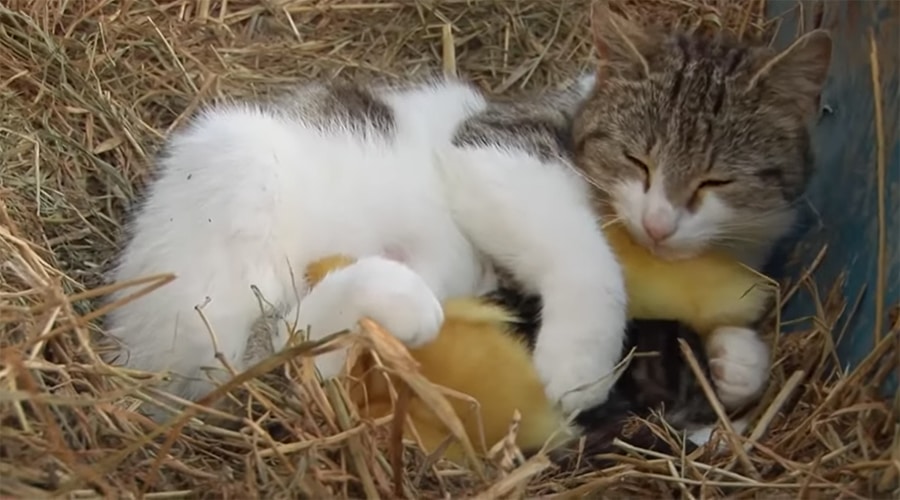 cat cuddles kittens and ducklings