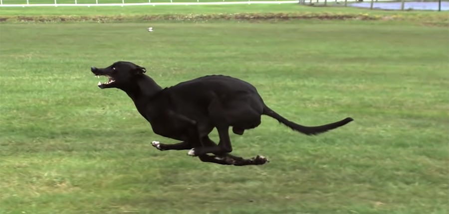 greyhound running