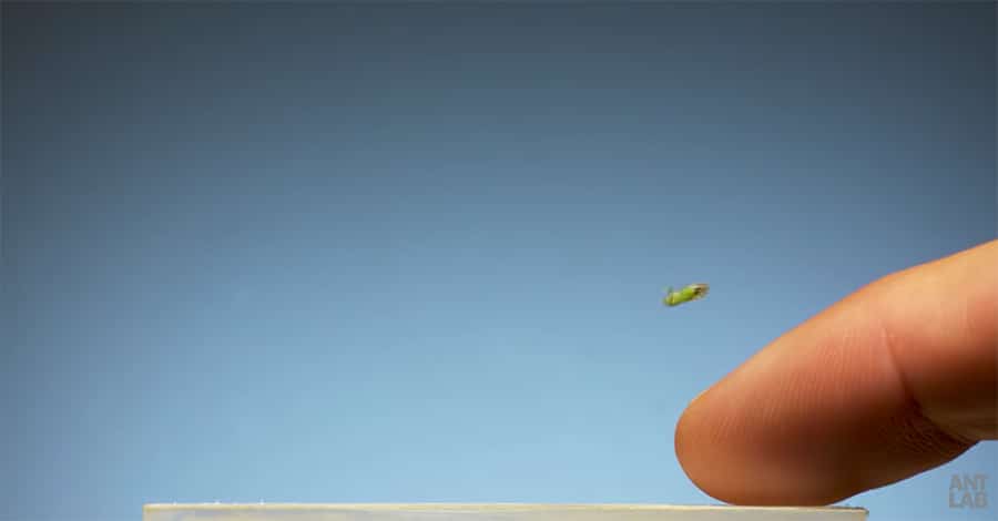tiny jumping psyllid