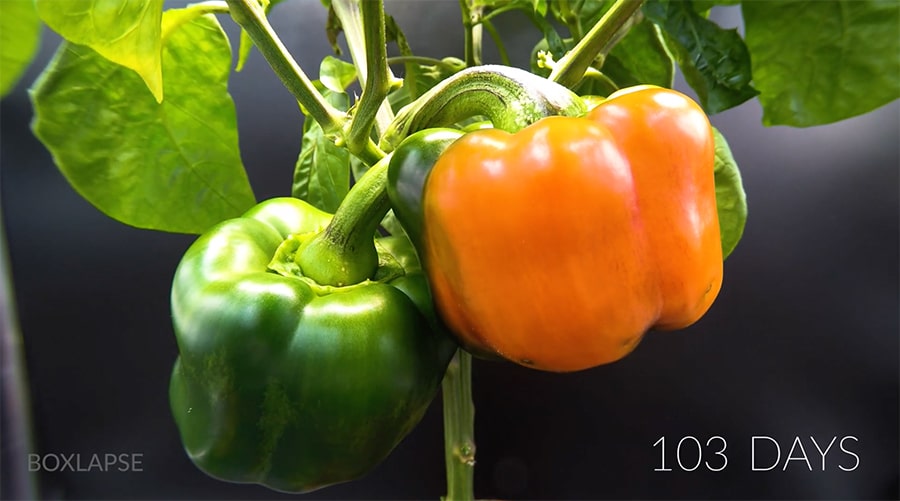 bell peppers from green to red