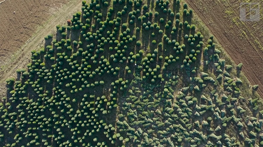 trees from above