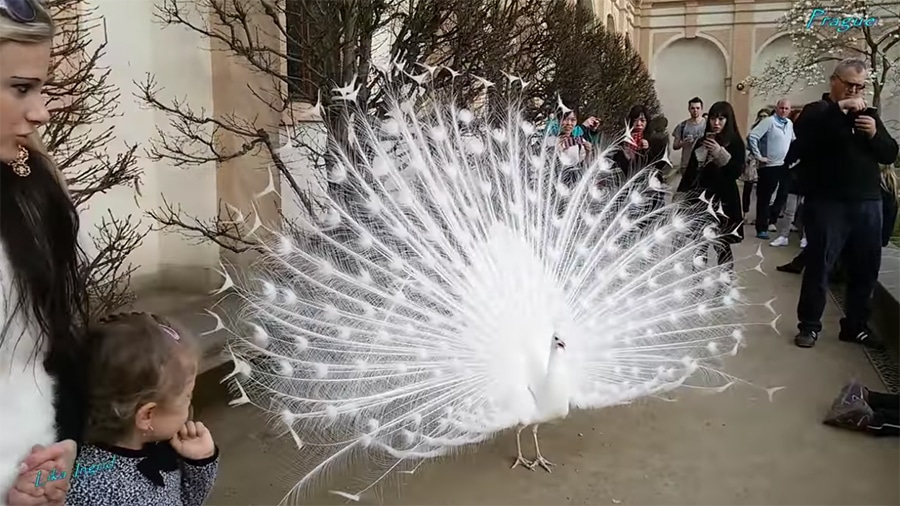 white peacock in prague
