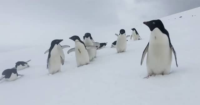Adélie penguins