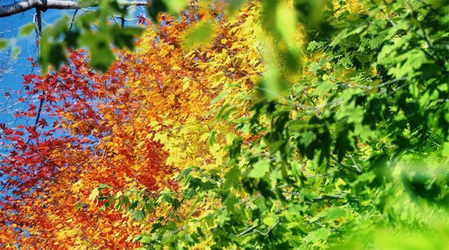 gradient leaves