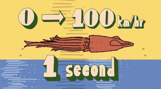 speedy squid