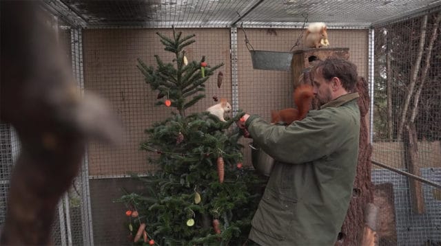 Christmas Tree squirrels
