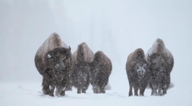 migrating bison