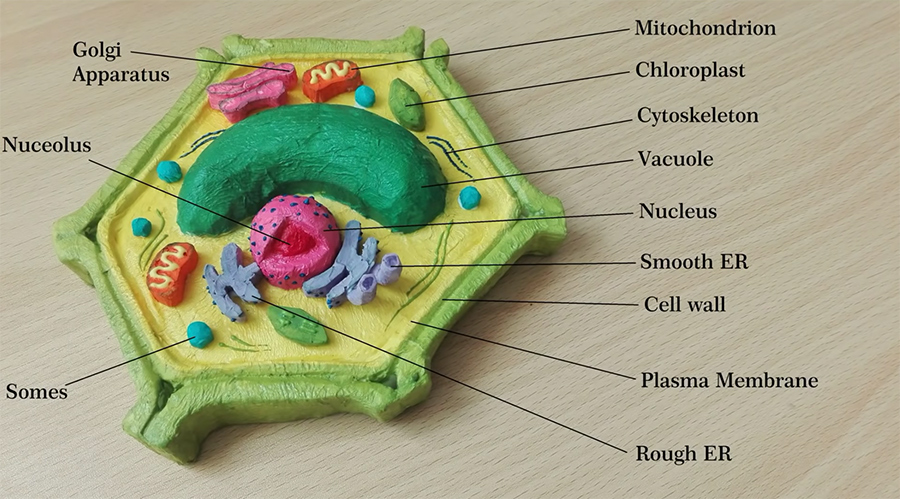 biomedical art plant cell model