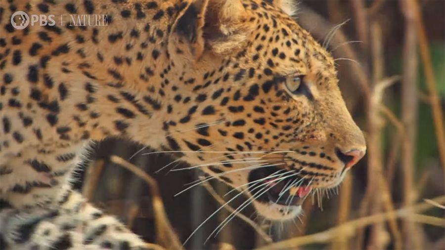 mother leopard