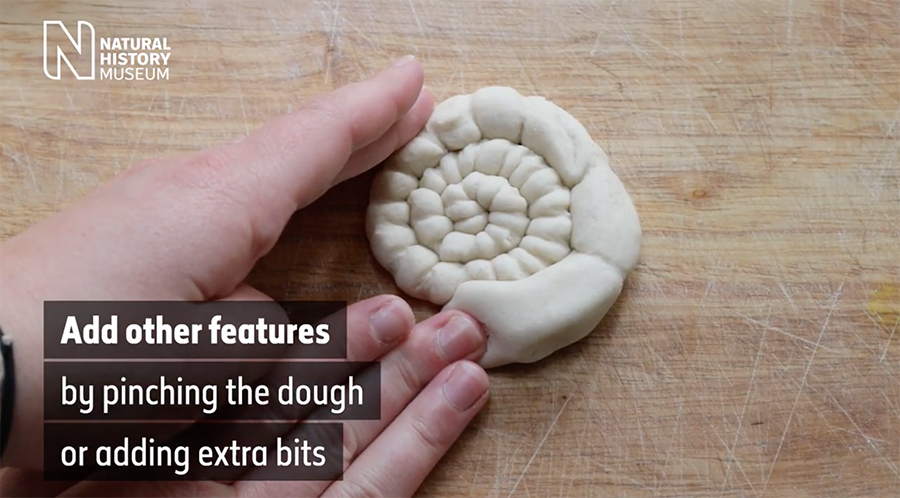 shaping the salt dough ammonite