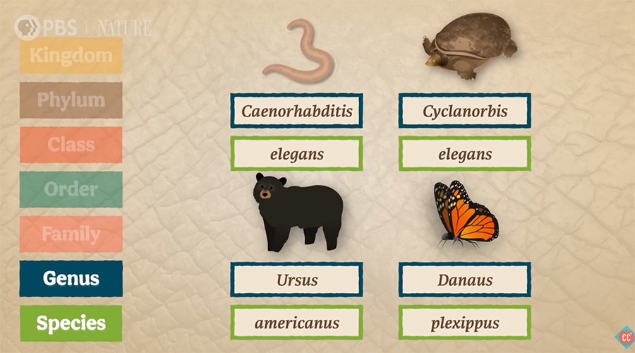 how do we organize animal species?
